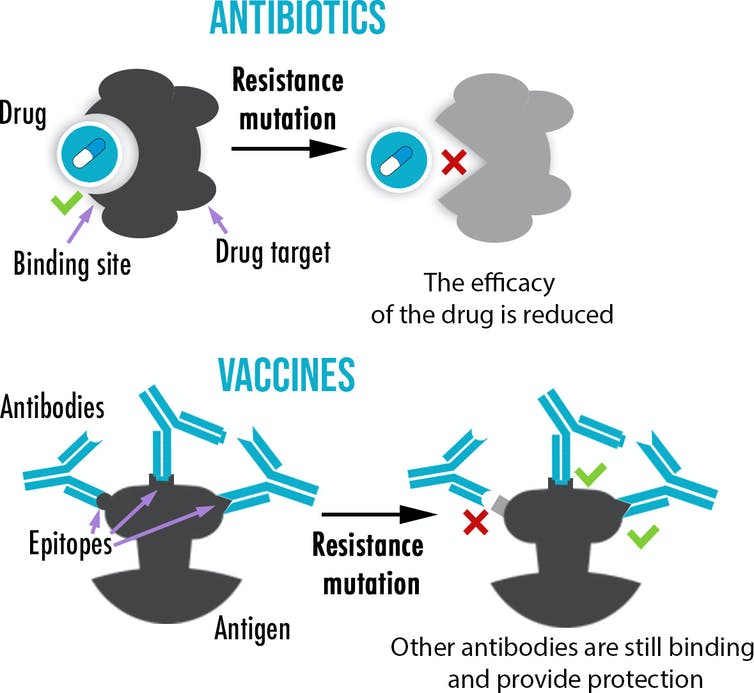 Graphique montrant qu’alors que les antibiotiques n’ont généralement qu’une seule cible, les vaccins induisent la production de multiples anticorps se liant à diverses parties d’un antigène, rendant ainsi l’évolution de résistances plus difficile