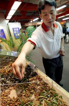 Un homme attrape des insectes destinés à la consommation sur un stand de marché.