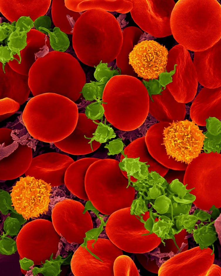 Les plaquettes sont capables de se fixer sur les cellules qui les entourent