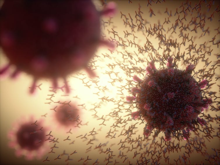 Des essaims d’anticorps reconnaissent des virus ayant déjà infecté notre corps