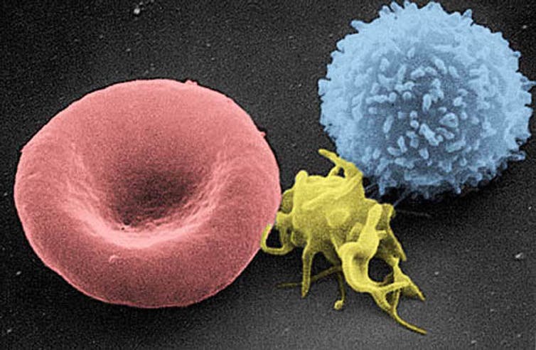Les plaquettes sont bien plus petites que les globules rouges et blancs