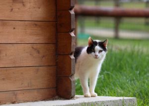 chat stérilisé