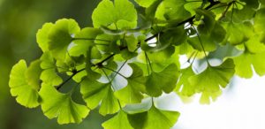 Ginkgo Biloba