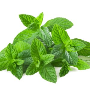 Menthe