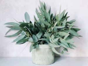 l'eucalyptus